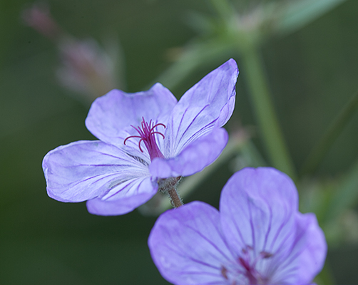 Purple Flowers
