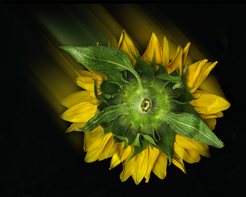 Sunflower Comet of 2005