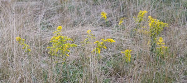 Goldenrod in the High Rough
