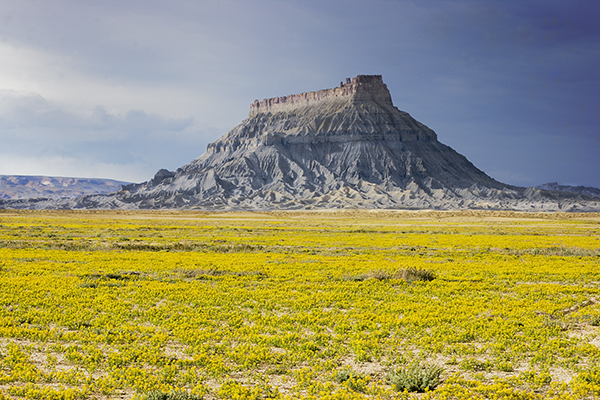 Utah Butte Yellow Field
