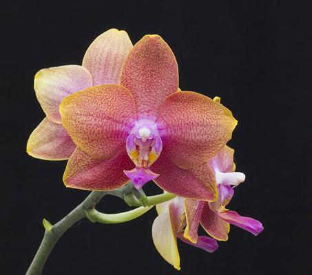 Flat Orchid by Margaret I. Miller