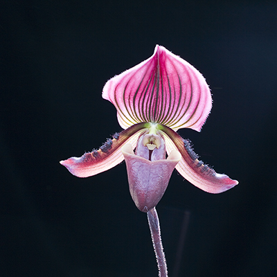 Helmet's Orchid