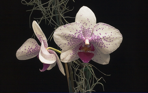 Orchid with Tendrils